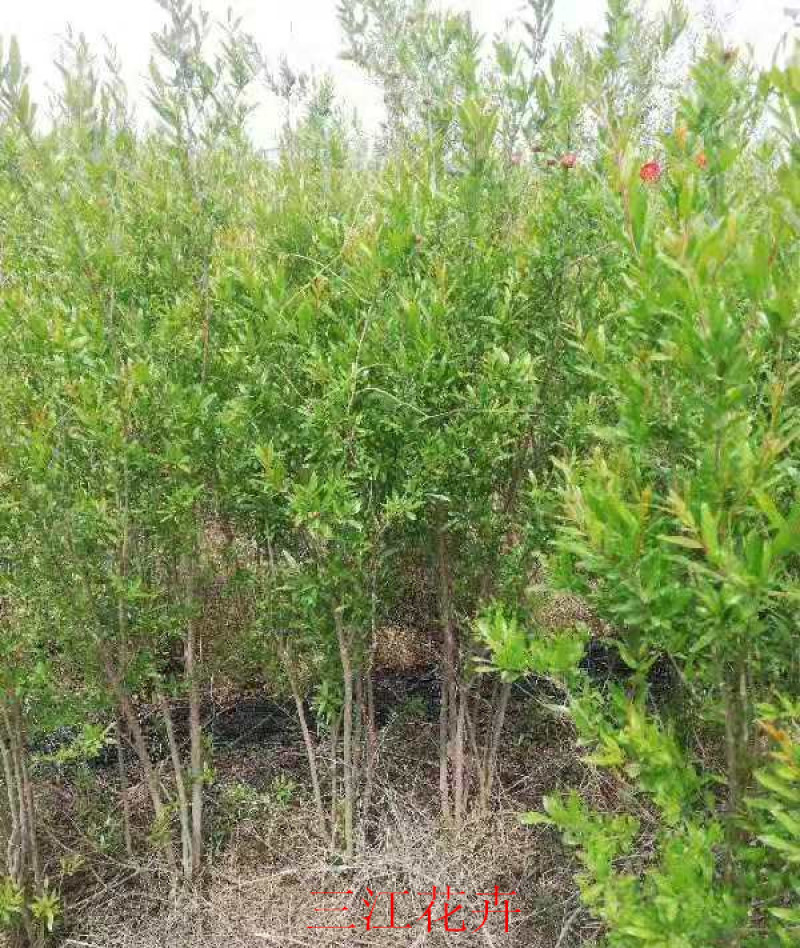 批发丛生花石榴独杆单杆牡丹大花石榴规格齐全观赏石榴树