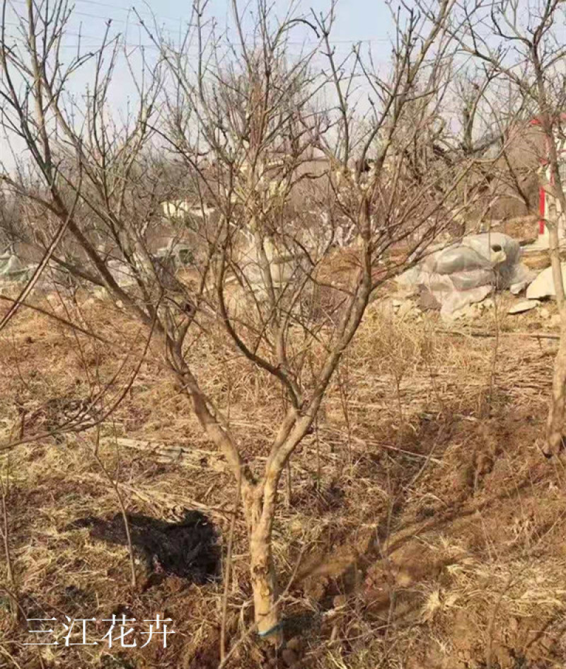 批发丛生花石榴独杆单杆牡丹大花石榴规格齐全观赏石榴树