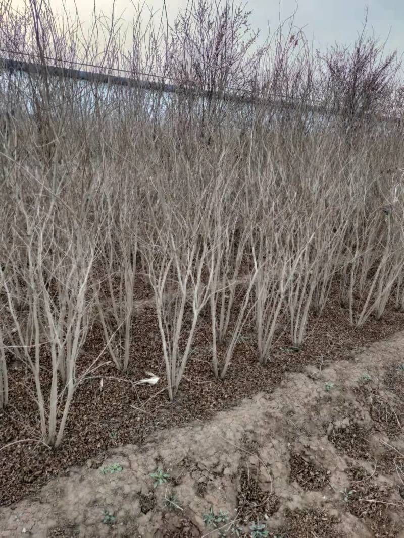 批发丛生花石榴独杆单杆牡丹大花石榴规格齐全观赏石榴树