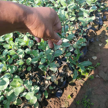 绿化单叶蔓荆耐盐碱地湿地植物爬藤单叶蔓茎小苗