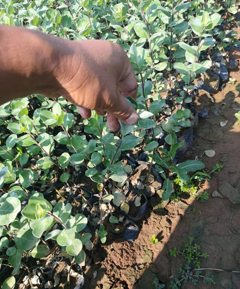 绿化单叶蔓荆耐盐碱地湿地植物爬藤单叶蔓茎小苗