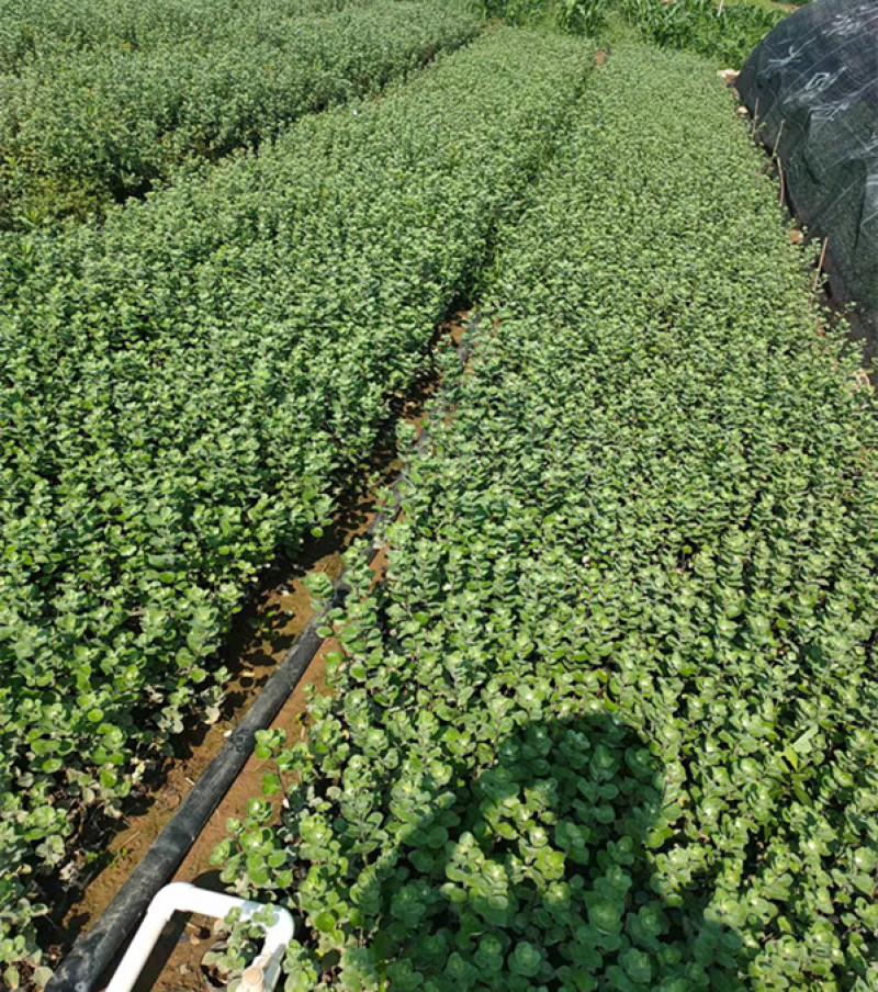 绿化单叶蔓荆耐盐碱地湿地植物爬藤单叶蔓茎小苗