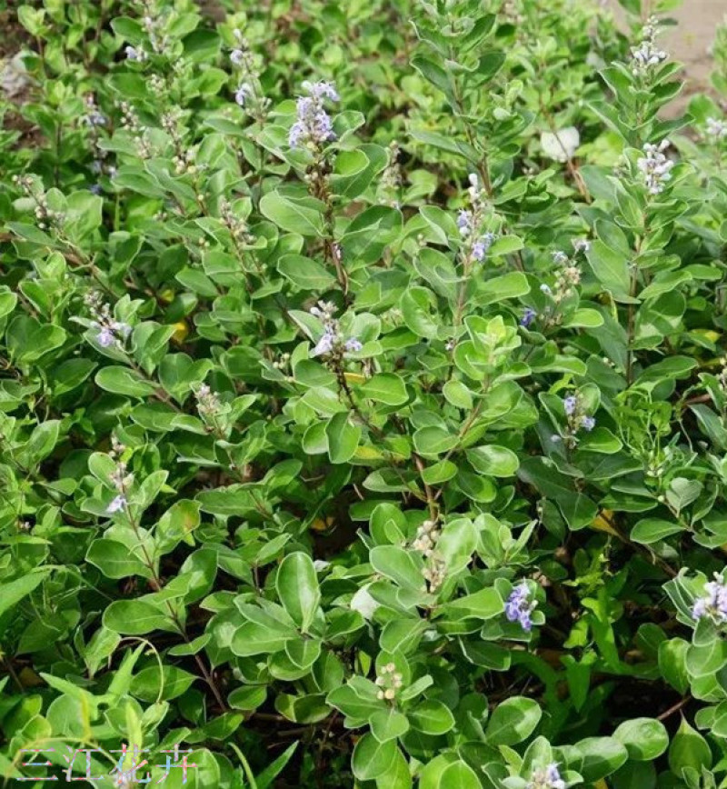 绿化单叶蔓荆耐盐碱地湿地植物爬藤单叶蔓茎小苗