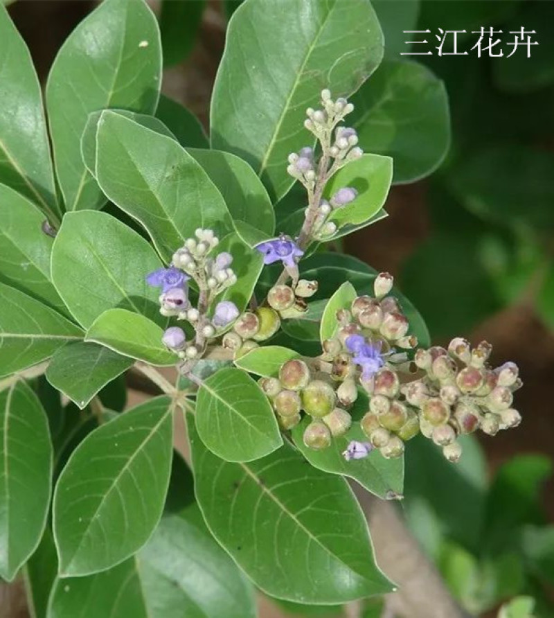 绿化单叶蔓荆耐盐碱地湿地植物爬藤单叶蔓茎小苗