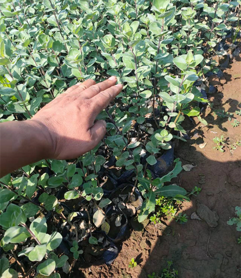绿化单叶蔓荆耐盐碱地湿地植物爬藤单叶蔓茎小苗
