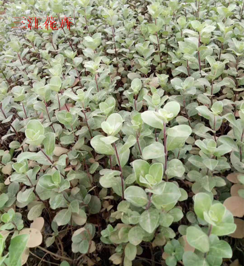 绿化单叶蔓荆耐盐碱地湿地植物爬藤单叶蔓茎小苗