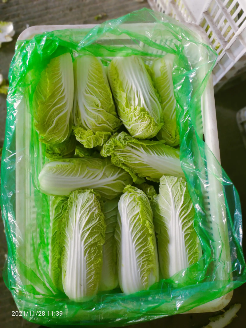 精品娃娃菜聊城娃娃菜产地直销品质保证量大从优
