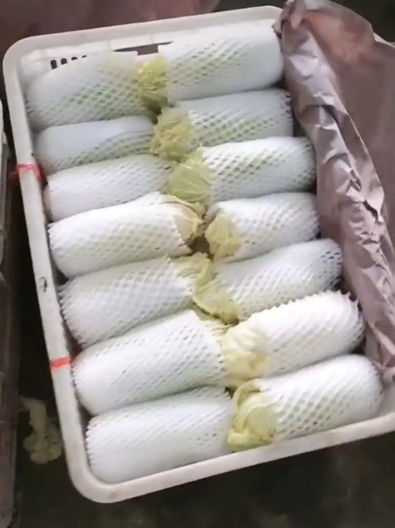 精品娃娃菜聊城娃娃菜产地直销品质保证量大从优
