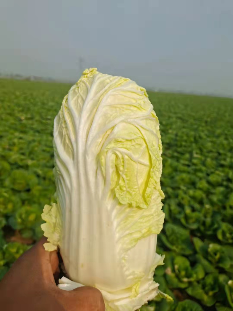 河南精品娃娃菜，产地新鲜采摘，鲜嫩，量大从优，欢迎咨询联系