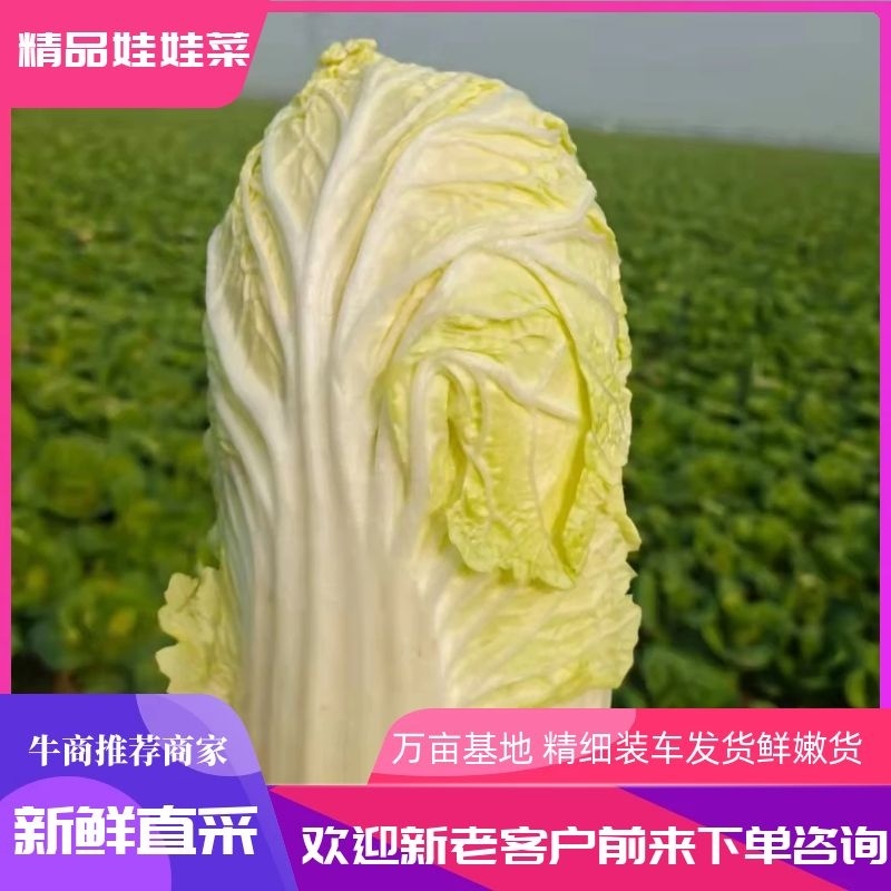河南精品娃娃菜，产地新鲜采摘，鲜嫩，量大从优，欢迎咨询联系