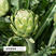 美国绿朝鲜蓟种子法国洋百合菜四季秋冬季盆栽孑不常见的蔬菜