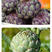 美国绿朝鲜蓟种子法国洋百合菜四季秋冬季盆栽孑不常见的蔬菜