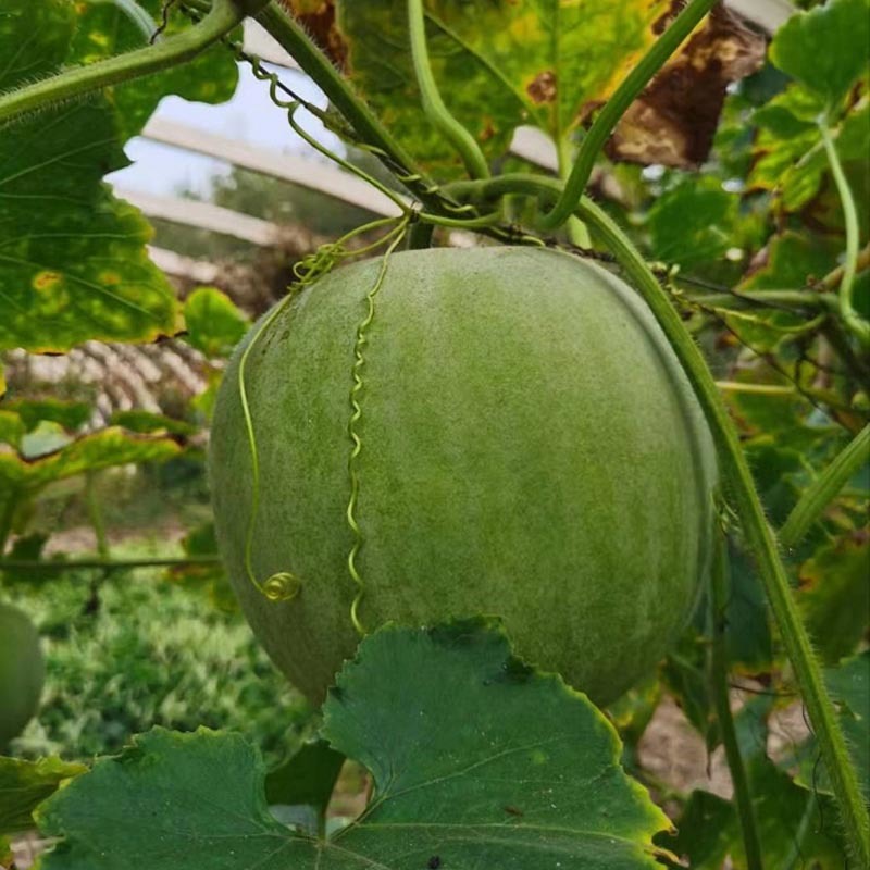 芋香小冬瓜种子早熟香味浓肉厚香芋冬瓜种籽蔬菜春秋种植