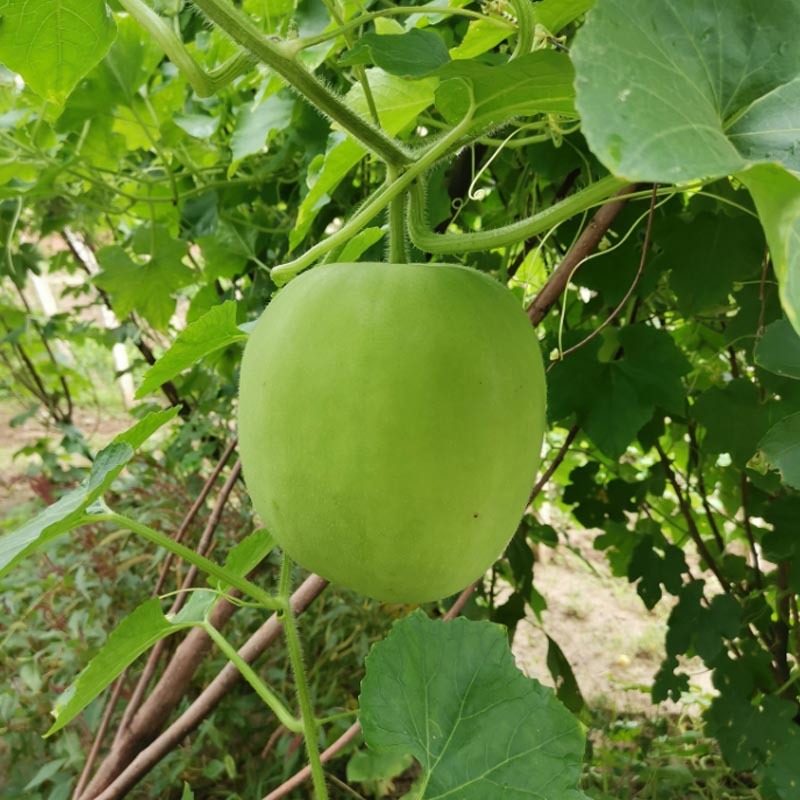 芋香小冬瓜种子早熟香味浓肉厚香芋冬瓜种籽蔬菜春秋种植