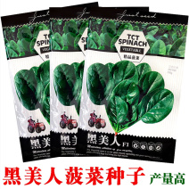 黑美人菠菜种子春秋季墨绿色大圆叶菠菜籽耐热性好植株直立