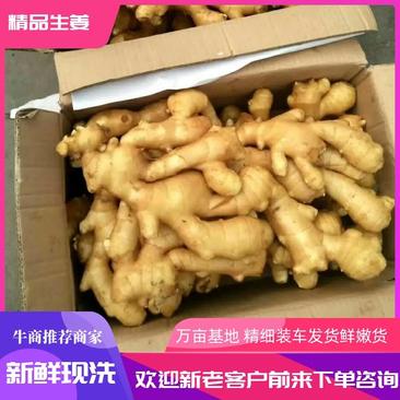 精品大黄姜，姜农精选采摘货源稳定供应全国市场，欢迎咨询