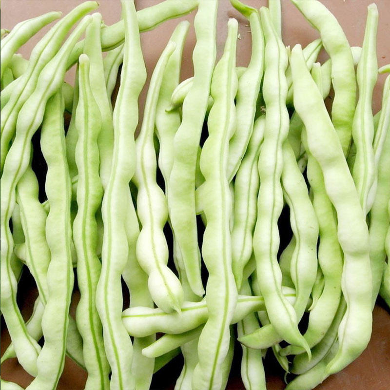 超级九粒白种子芸豆种子优质改良豆角籽早熟无筋抗病高产大田