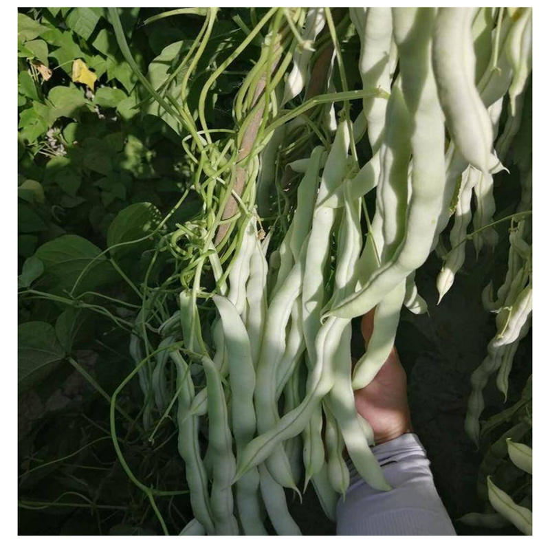 超级九粒白种子芸豆种子优质改良豆角籽早熟无筋抗病高产大田