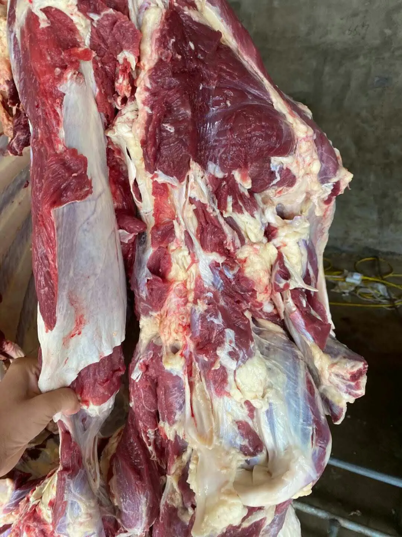 山东省阳信国产冷鲜牛肉厂家直销，清真屠宰，50斤起