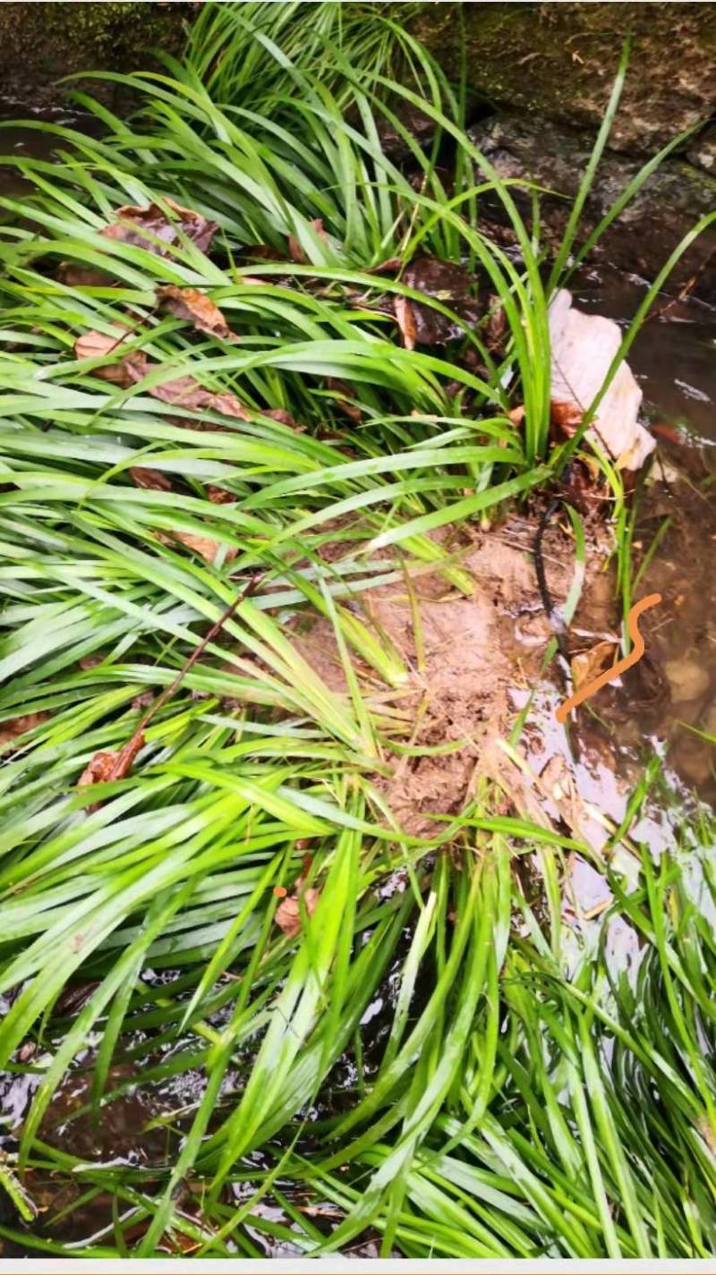 【热销】湖北利川纯野生石菖蒲，抗病性强，好栽培，货源充足！