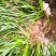 【热销】湖北利川纯野生石菖蒲，抗病性强，好栽培，货源充足！