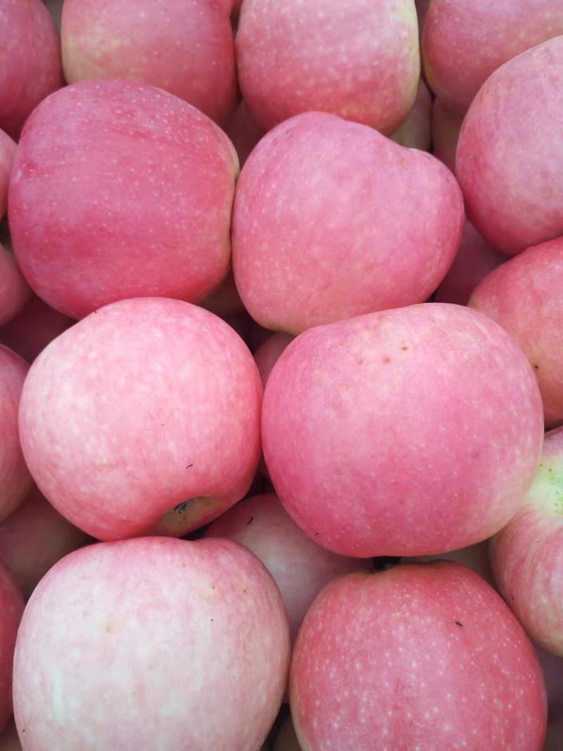 精品寒富苹果产地直销品质保证欢迎选购河北苹果