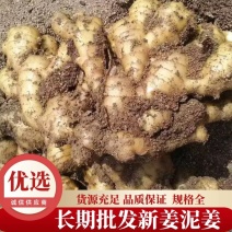新姜、泥姜大黄姜主流货产地河北省行唐县批发零售