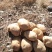 【优选土豆】甘肃土豆大量上市规格齐全口感好量大从优