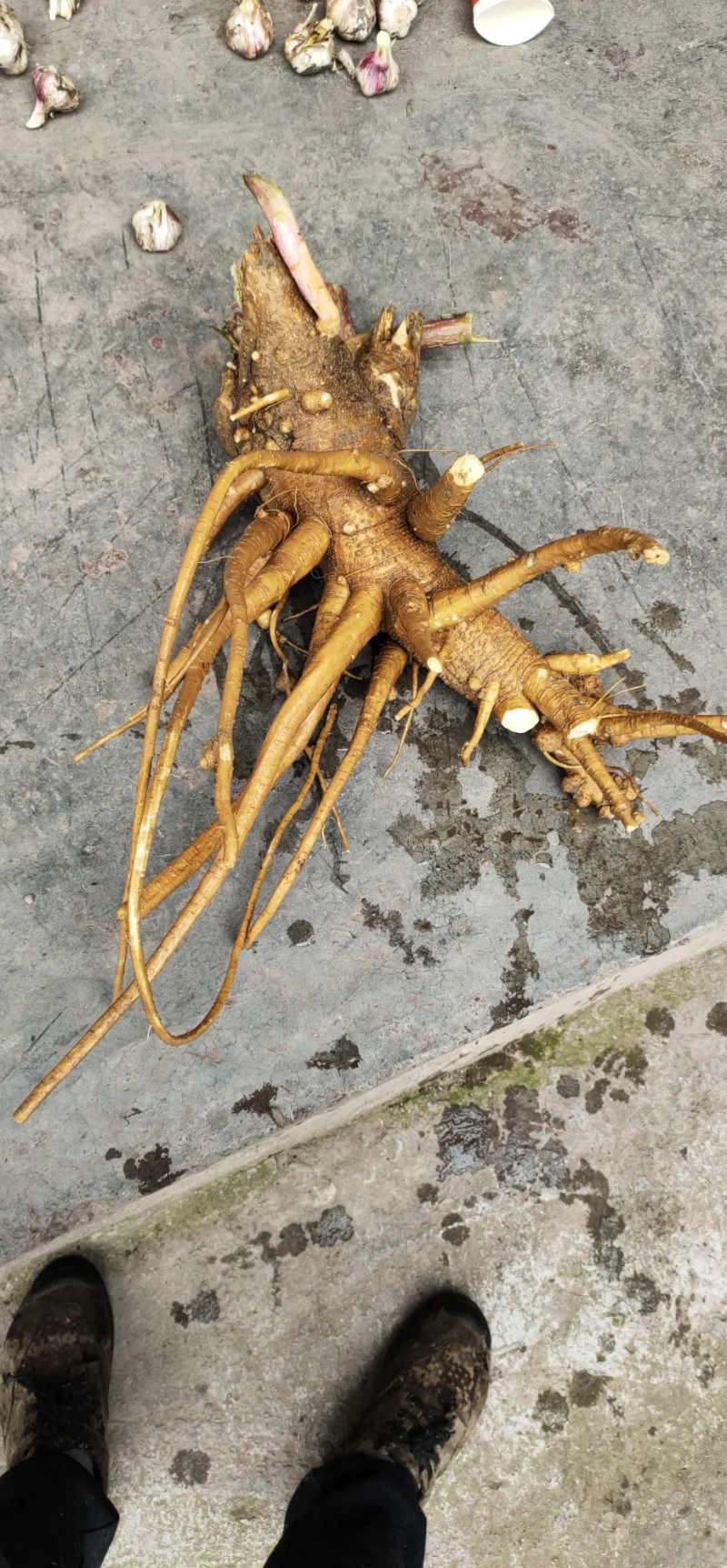 新鲜商陆，干的现货都有，基地直发量大质优，全国发货