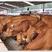 肉牛养殖大型肉牛苗包成活包回收全国包送到家
