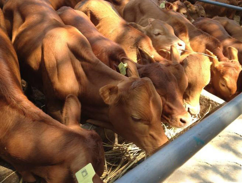 肉牛养殖大型肉牛苗包成活包回收全国包送到家