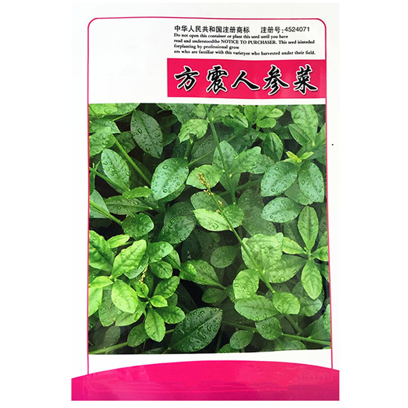 人参菜种子假人参飞来参野菜特菜种子露地大棚种植