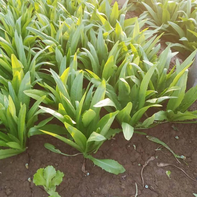 四季油麦菜种子花叶紫红色油麦菜籽春秋季阳台种菜青菜籽蔬菜