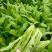 四季油麦菜种子花叶紫红色油麦菜籽春秋季阳台种菜青菜籽蔬菜