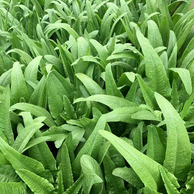四季油麦菜种子花叶紫红色油麦菜籽春秋季阳台种菜青菜籽蔬菜