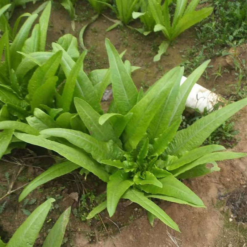 四季油麦菜种子花叶紫红色油麦菜籽春秋季阳台种菜青菜籽蔬菜
