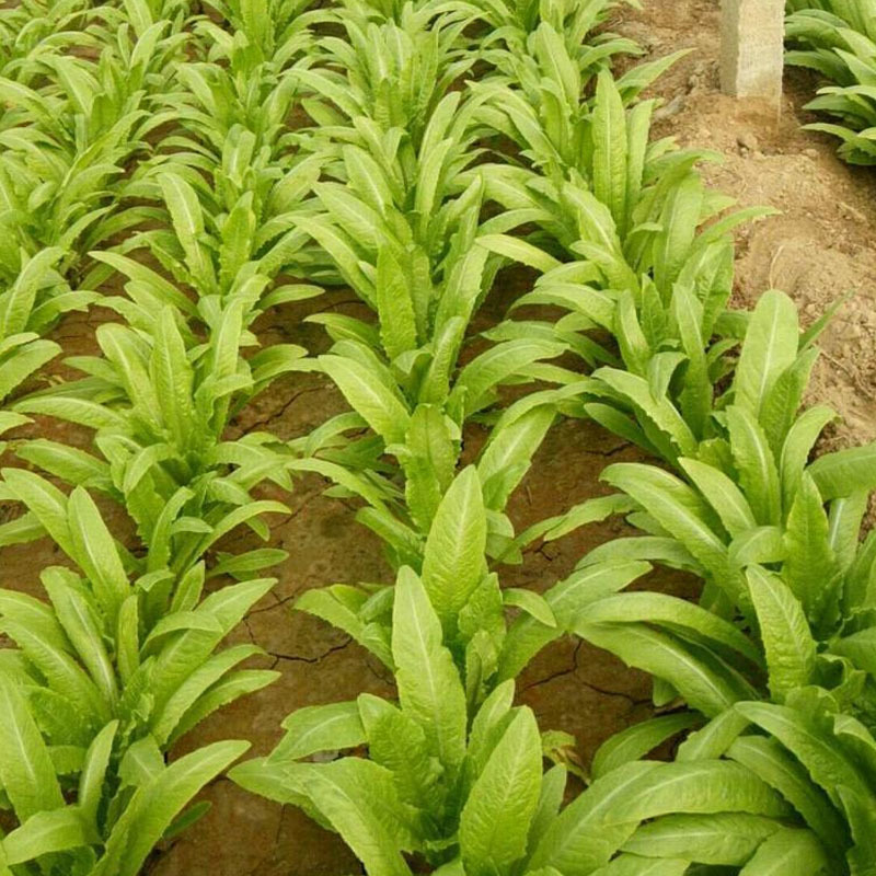 四季油麦菜种子花叶紫红色油麦菜籽春秋季阳台种菜青菜籽蔬菜