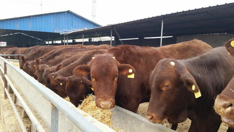 利木赞牛犊基地直发改良小牛苗全国发货买十送二包回收