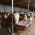利木赞黄牛养殖基地直发支持货到付款包技术包回收