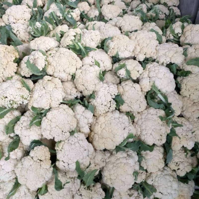 《精选》有机花菜松花菜，全国发货，量大从优价格合理