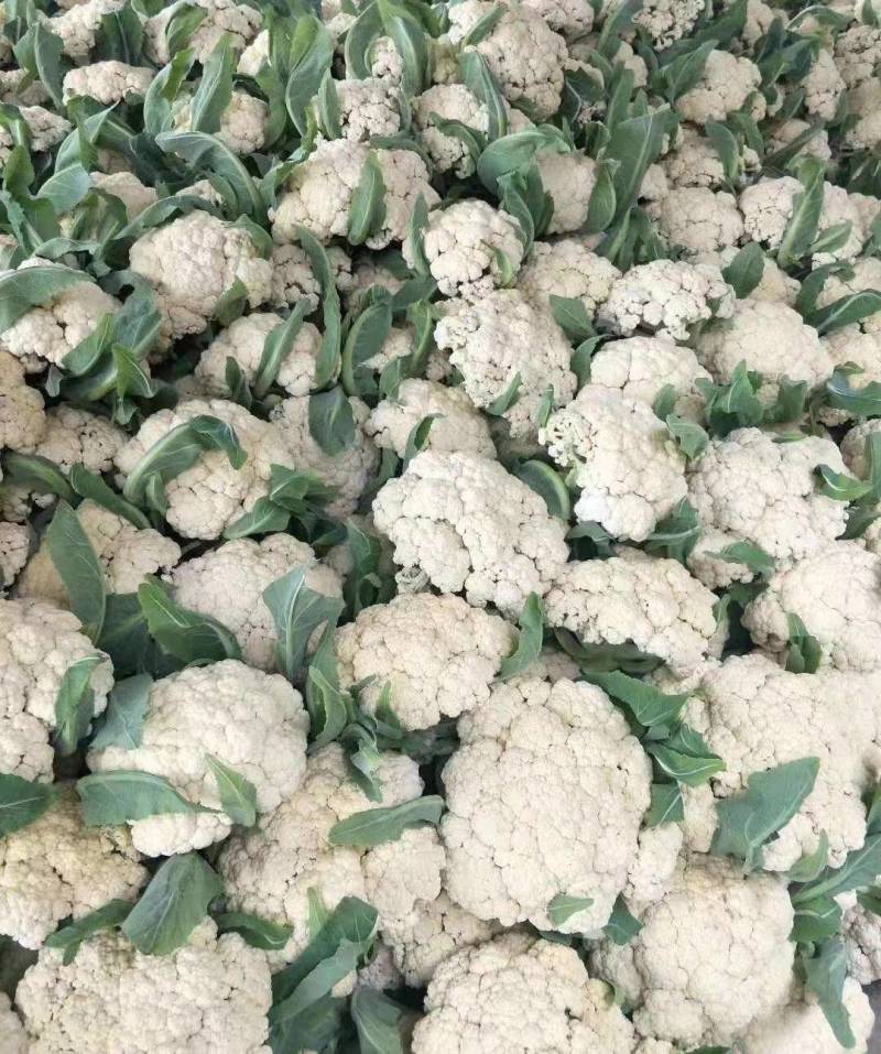 《精选》有机花菜松花菜，全国发货，量大从优价格合理