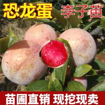恐龙蛋李子苗基地现挖现发南北方种植包成活技术指导