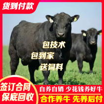 安格斯牛优质肉牛犊基地直发包成活包回收货到付款