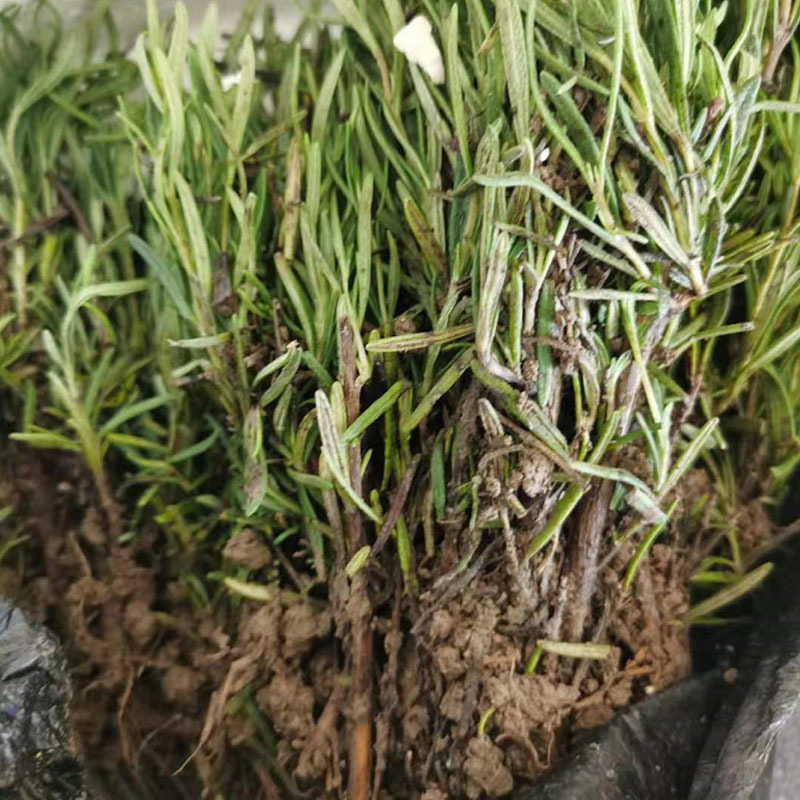 食用迷迭香种苗基地育苗成活率高裸根保湿发货西餐烧烤用