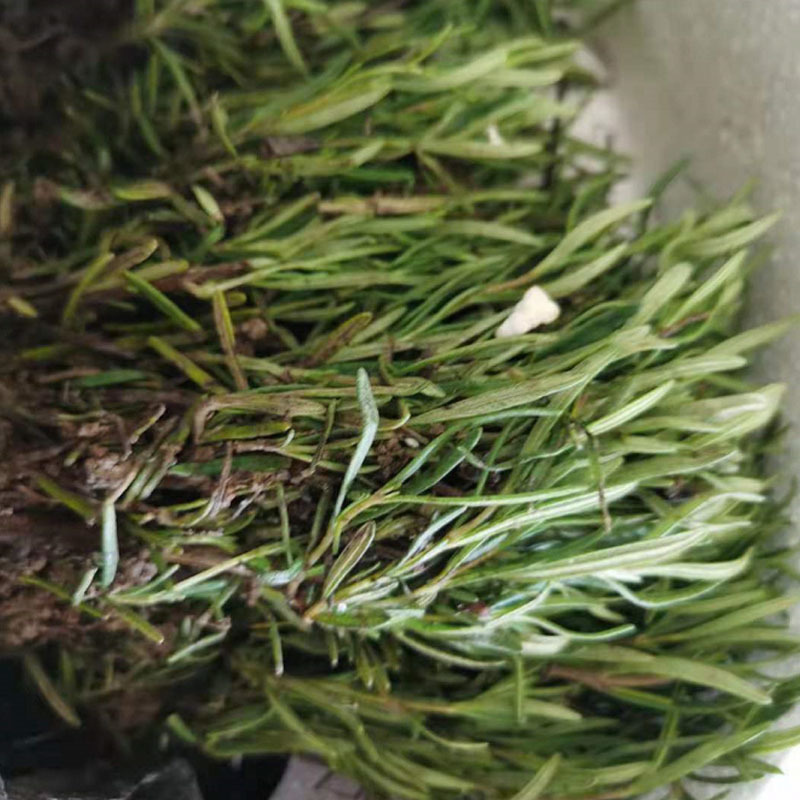 食用迷迭香种苗基地育苗成活率高裸根保湿发货西餐烧烤用