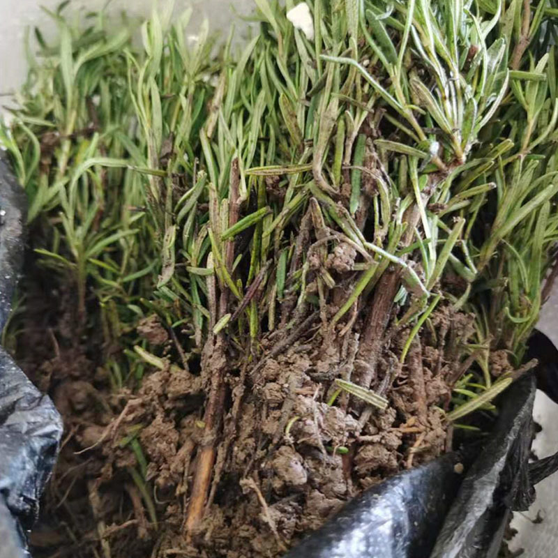 食用迷迭香种苗基地育苗成活率高裸根保湿发货西餐烧烤用