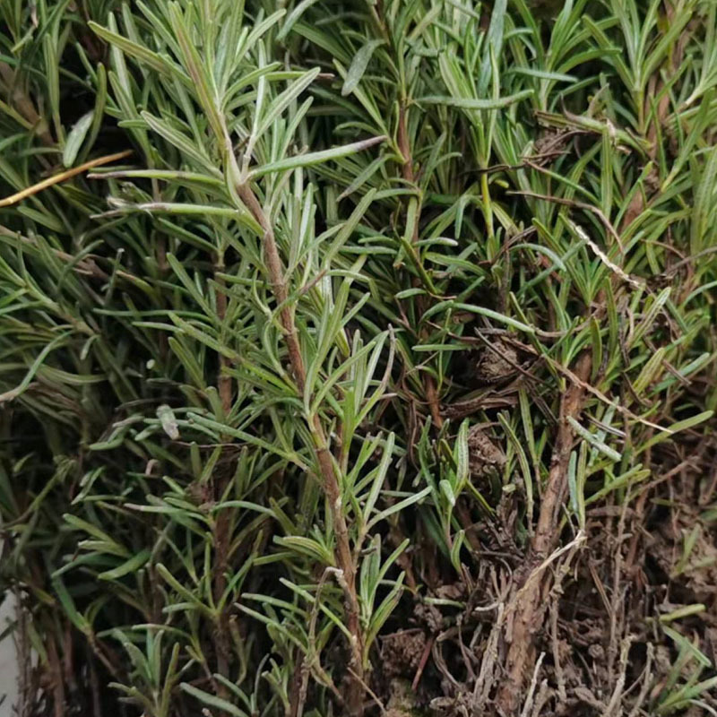 食用迷迭香种苗基地育苗成活率高裸根保湿发货西餐烧烤用