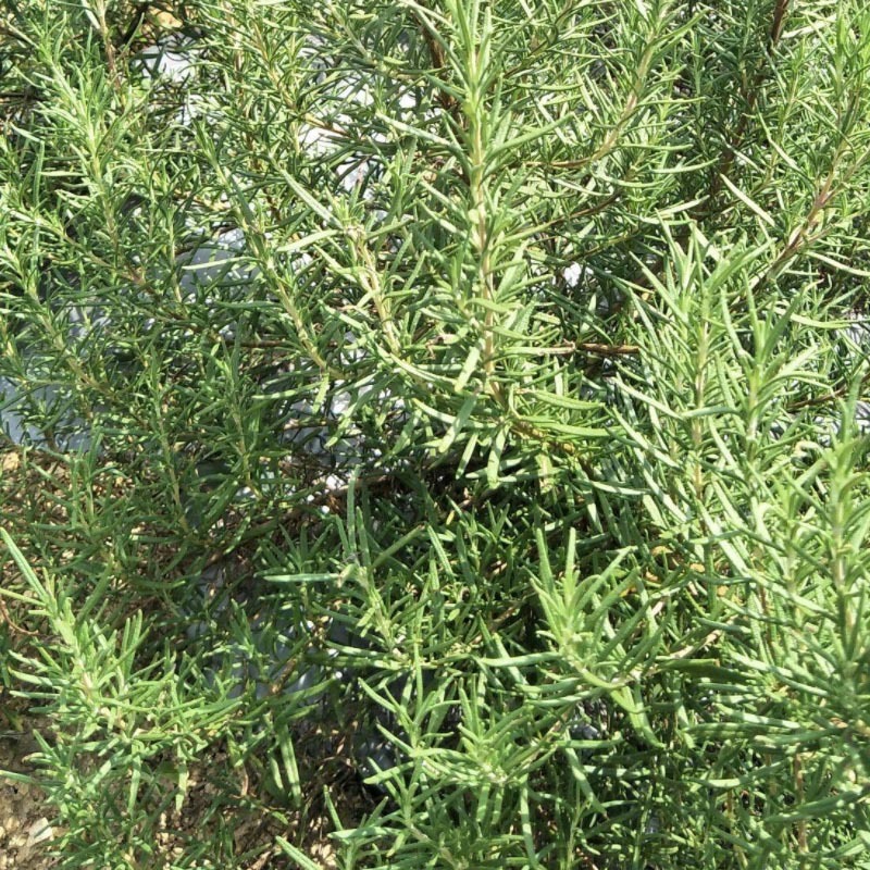 食用迷迭香种苗基地育苗成活率高裸根保湿发货西餐烧烤用