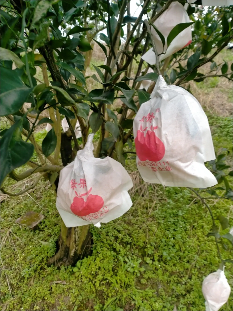 荣县留佳镇耙耙柑上市了，产地直销，全国供货，批发商**