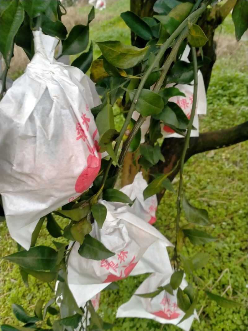 荣县留佳镇耙耙柑上市了，产地直销，全国供货，批发商**